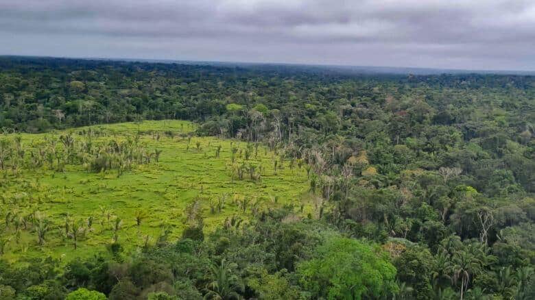 Operação conjunta combate desmatamento ilegal em Mato Grosso