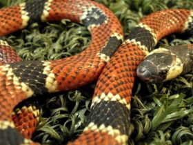 São serpentes peçonhentas normalmente pequenas e de colorido vistoso, com anéis vermelhos, pretos e brancos ou amarelos em sequências diversas.