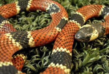 São serpentes peçonhentas normalmente pequenas e de colorido vistoso, com anéis vermelhos, pretos e brancos ou amarelos em sequências diversas.