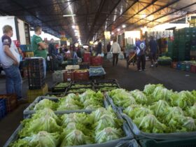Cotação nas Ceasas revela nova queda de preços das hortaliças em agosto - Foto: Governo do Paraná