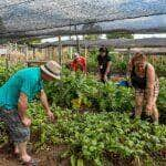 cra analisa cultivo de hortas comunitarias em terrenos da uniao