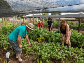 cra analisa cultivo de hortas comunitarias em terrenos da uniao