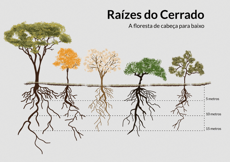 Raízes do Cerrado ilustração Ipam