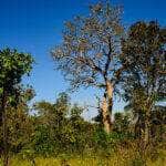 Mauro Mendes veta projeto que alterava o sistema ambiental de Mato Grosso e anuncia nova proposta em 90 dias