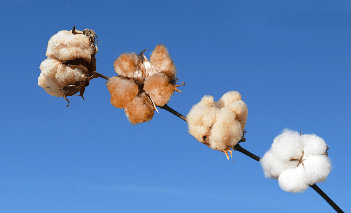 Do algodão colorido a exportação, conheça as particularidades da fibra brasileira