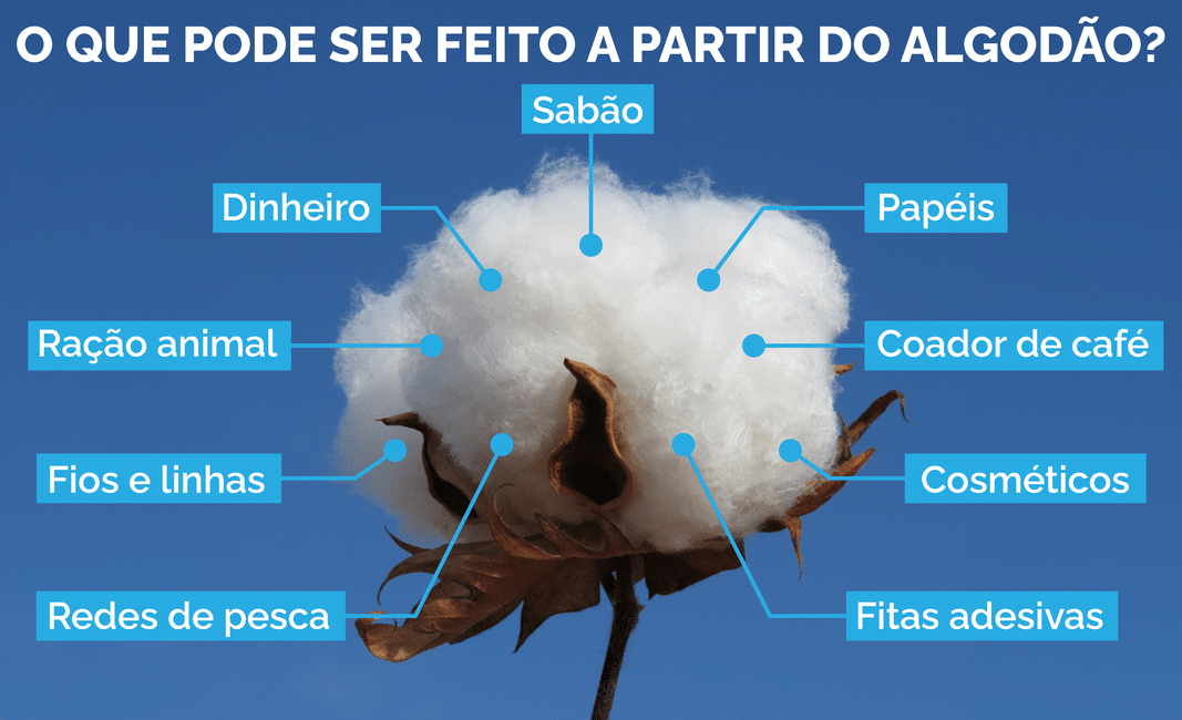 do algodao colorido a exportacao conheca as particularidades da fibra brasileira interna 2 2023 10 07 1895141885