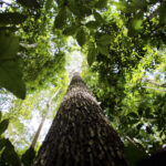 ecologa paraense defende fortalecimento de comunidades da amazonia scaled 1