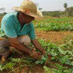 Foram financiados recursos na ordem de R$ 134,8 milhões para investimento e custeio para agricultores de Mato Grosso - Foto por: Empaer-MT