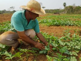 Foram financiados recursos na ordem de R$ 134,8 milhões para investimento e custeio para agricultores de Mato Grosso - Foto por: Empaer-MT