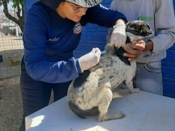 em uma semana sorriso imunizou mais de 1 4 mil animais