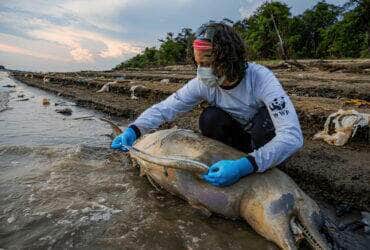 Tefé (AM) 30/09/2023 - Uma pesquisadora fazem medição e coleta de tecidos de botos mortos em lago no município de Tefé, no Amazonas. Para o ICMBio, há indícios de que a seca prolongada e a temperatura elevada na região possa ter causado as mortes dos animais Foto: MIGUEL MONTEIRO/INSTITUTO MAMIRAUÁ