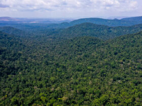 Mato Grosso: Polícia Federal combate quadrilha que provocou o maior desmatamento do bioma amazônico