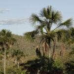 Cavalcante (GO) 12/09/2023 - Vista do cerrado na Comunidade quilombola Kalunga do Engenho II. O cerrado é um dos cinco grandes biomas do Brasil, cobrindo cerca de 25% do território nacional e perfazendo uma área entre 1,8 e 2 milhões de km2 Foto: Joédson Alves/Agência Brasil