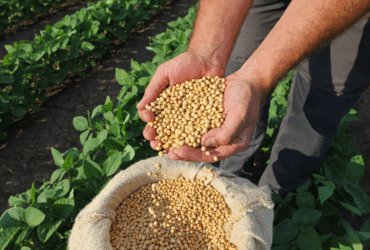 Exportações do agronegócio em setembro foram de US$ 13,71 bilhões