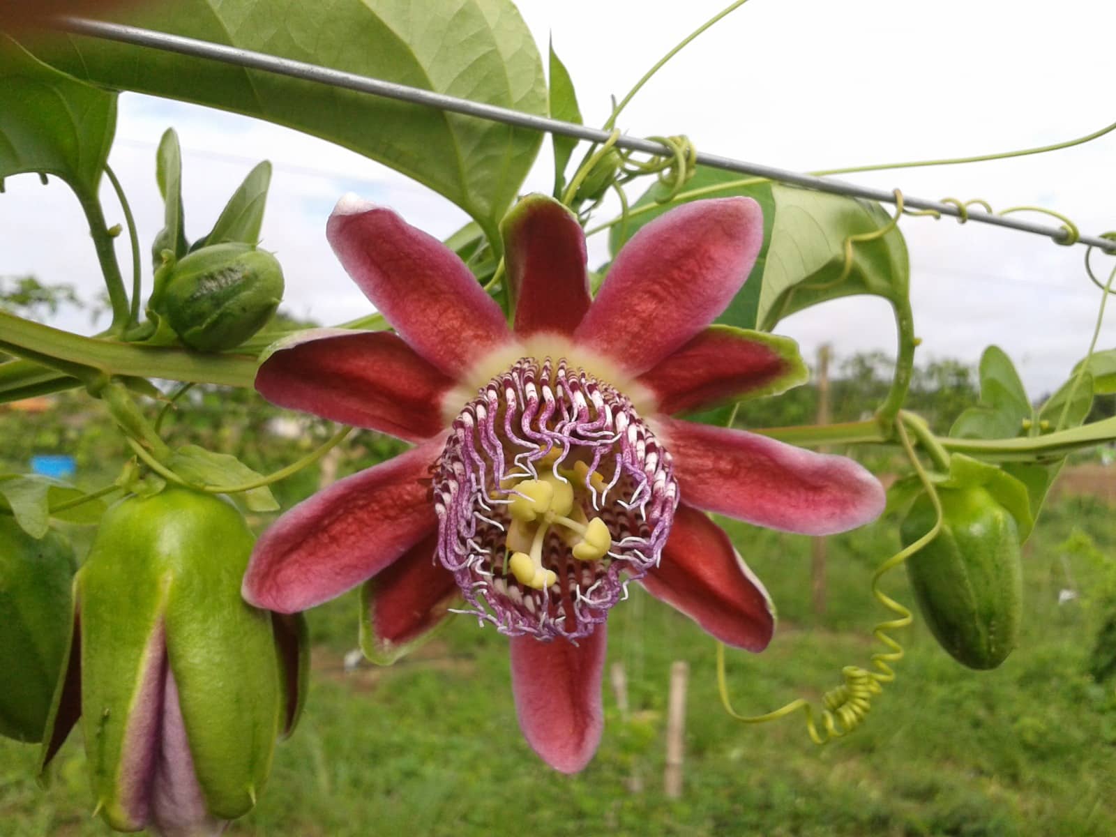Maracujá apreciado pelo variado sabor e flores exóticas  - Foto por: Arquivo/Pesquisador