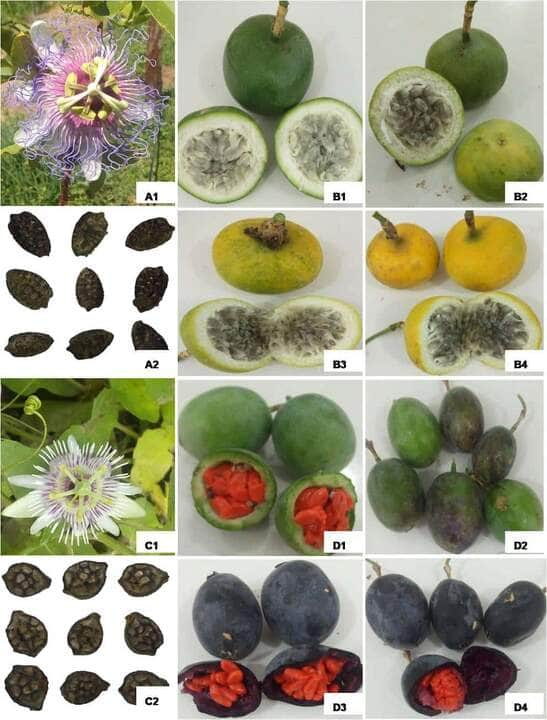 Arquivo/Pesquisador | Figura 1 – A1 e A2 – Flor e semente de Passiflora cincinnata, respectivamente. B1, B2, B3, B4 – Estádios de maturação de frutos de Passiflora cincinnata: verde, “de vez”, maduro e senescente, respectivamente. C1 e C2 – Flor e semente de Passiflora morifolia, respectivamente. D1, D2, D3, D4 – Estádios de maturação de frutos de Passiflora morifolia: verde, “de vez”, maduro e senescente, respectivamente. Cáceres – MT. UNEMAT, 2019.