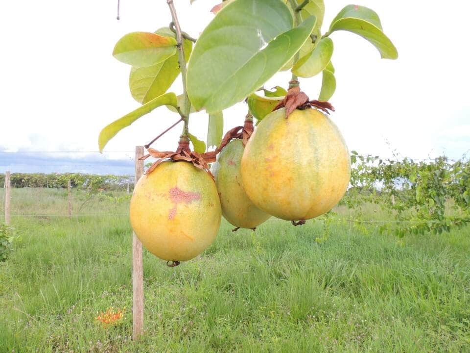 Arquivo/pesquisador | O maracujá é uma fruta apreciada pelo sabor e pelas flores exóticas