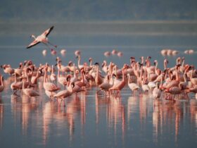 flamingos 1099071 1280