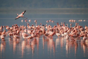 flamingos 1099071 1280