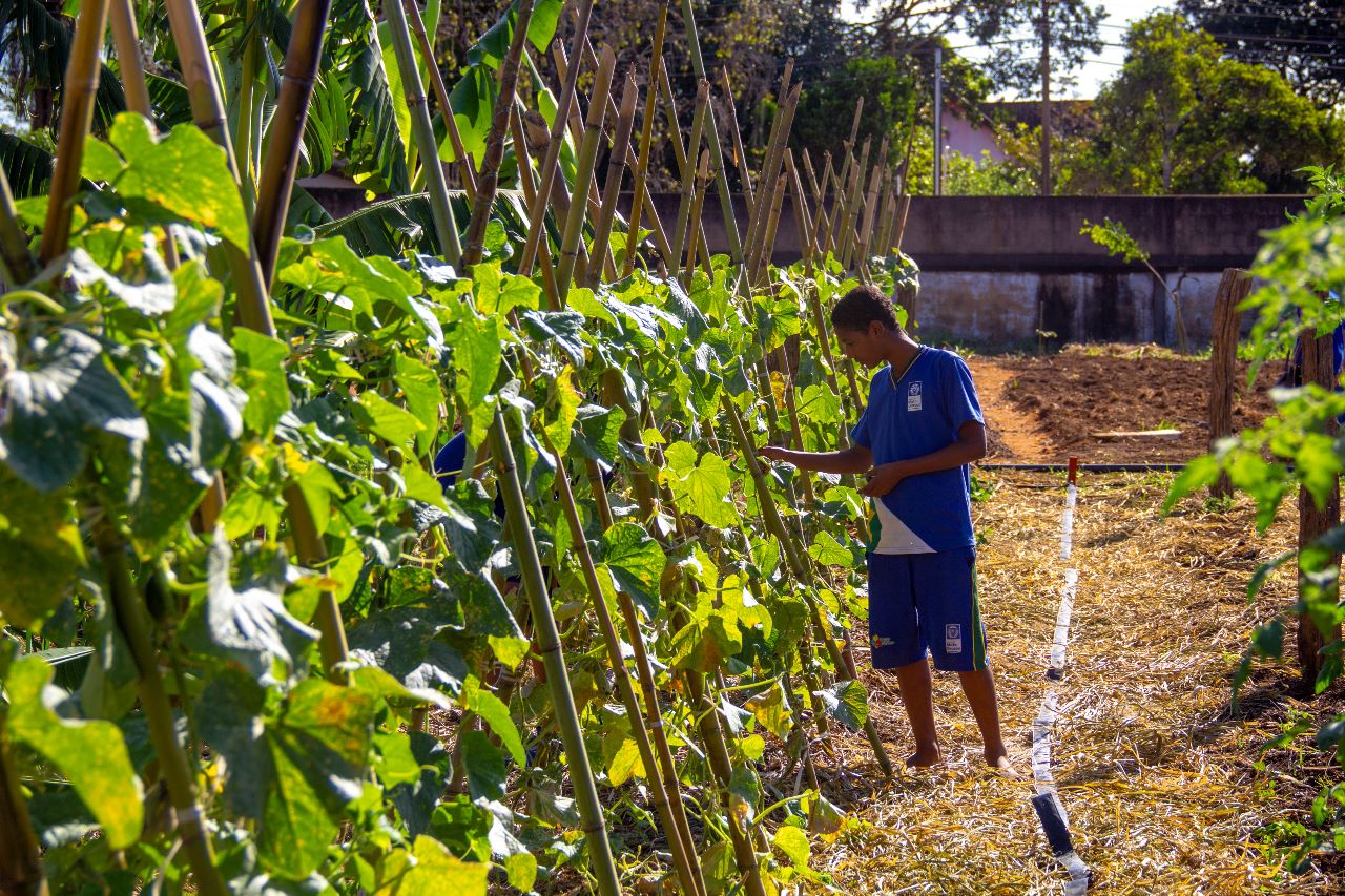 Lucas Diego | Horta cultivada por alunos do projeto Horta Escolar em Chapada dos Guimarães
