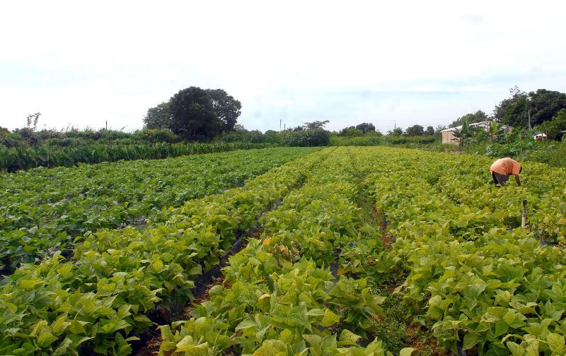 governo lanca plano safra para agricultura familiar da amazonia