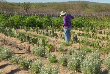 Produtor rural no Semiárido Por: Arquivo/Agência Brasil