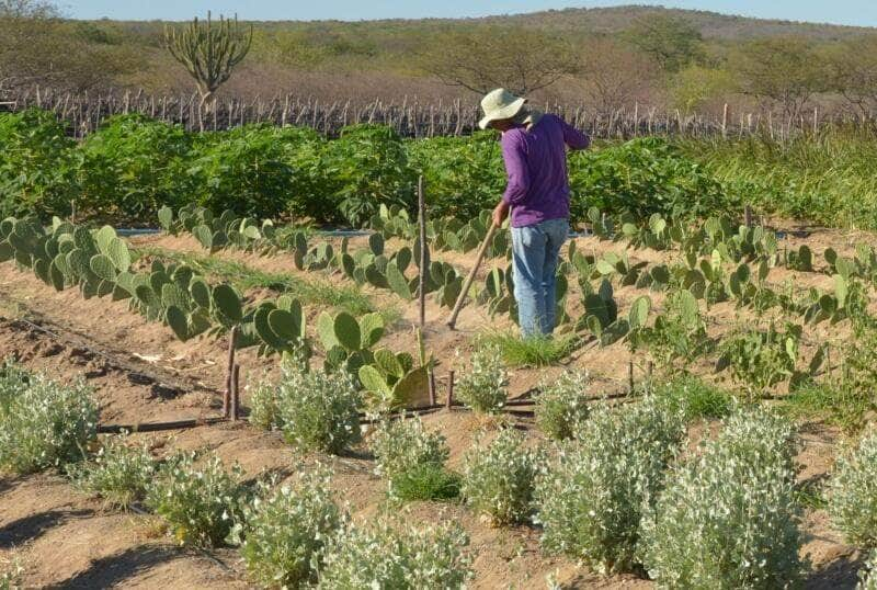 Produtor rural no Semiárido Por: Arquivo/Agência Brasil