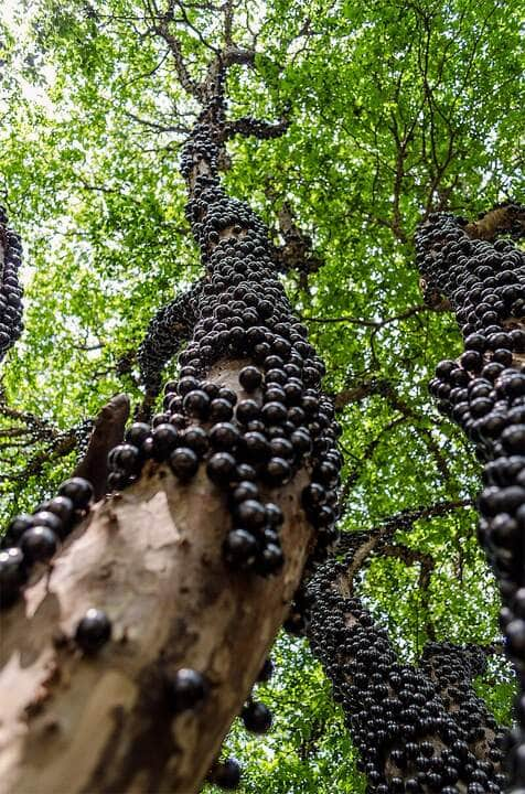 A jabuticaba  é o fruto da jaboticabeira,  uma árvore frutífera brasileira da família das mirtáceas, nativa da Mata Atlântica.