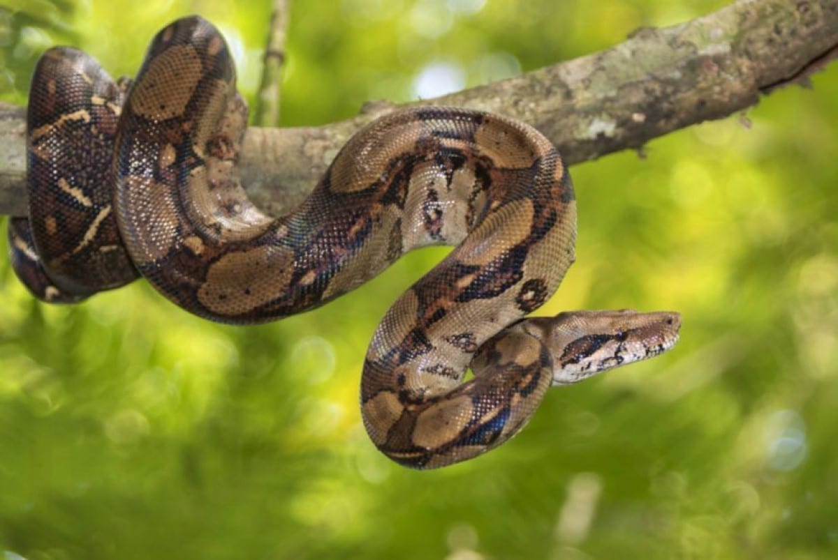 A jiboia é basicamente um animal com hábitos noturnos (o que é verificável por possuir olhos com pupila vertical), ainda que também tenha atividade diurna.