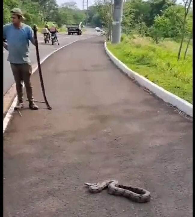 Serpentes apreendidas em Brasília já estão no Butantan