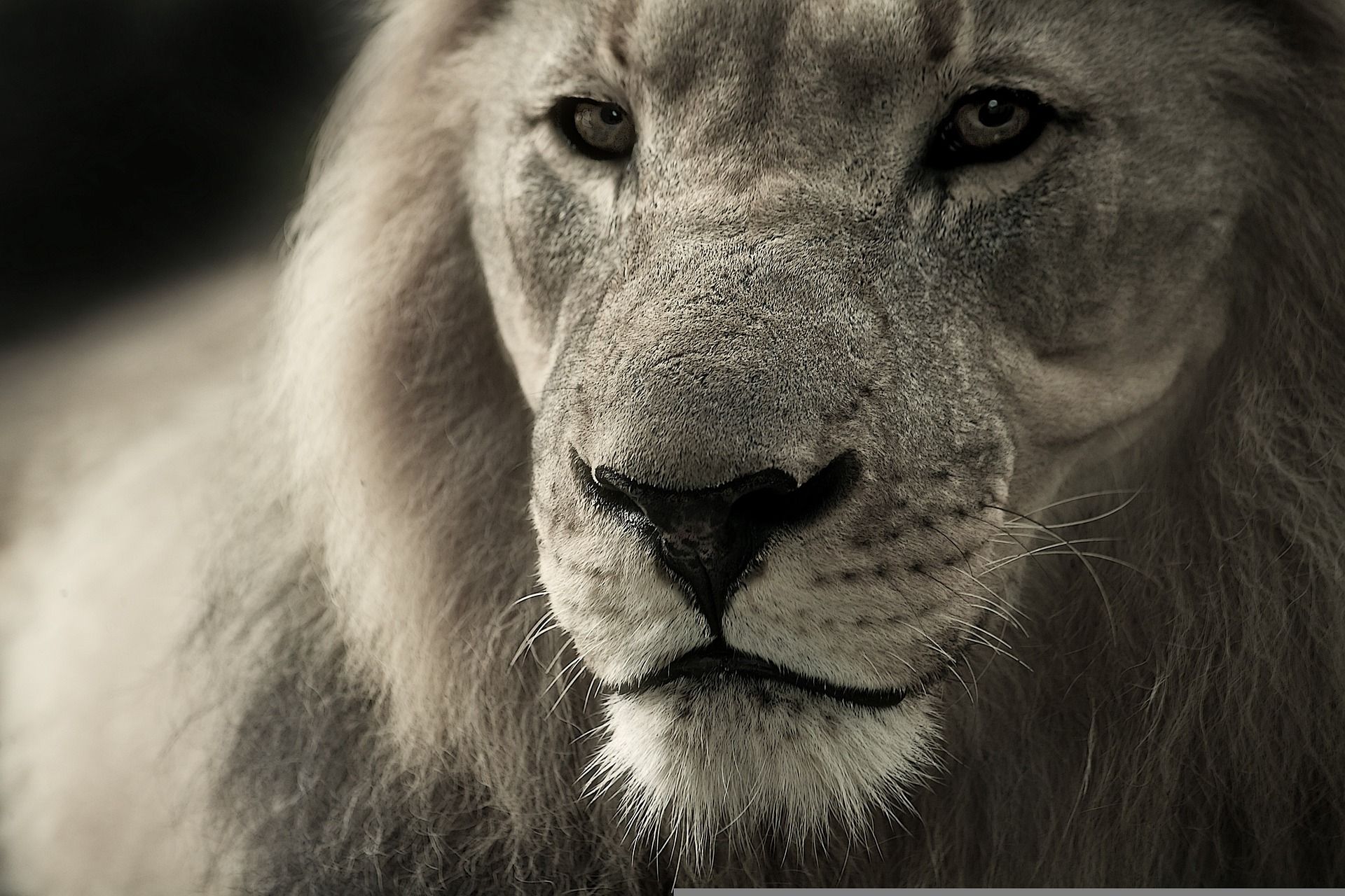O leão é o segundo maior felino depois do tigre, apresentando comprimento e peso menor, mas sendo mais alto na cernelha.