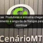 lucas produtores e industria chegam a entendimento e engorda de frangos para abate continua 1048054