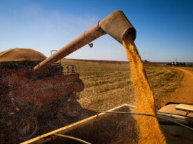 mais 90 empresas sao habilitadas para vender milho a china