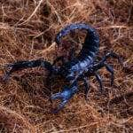 male scorpion goes straw scorpion attacks