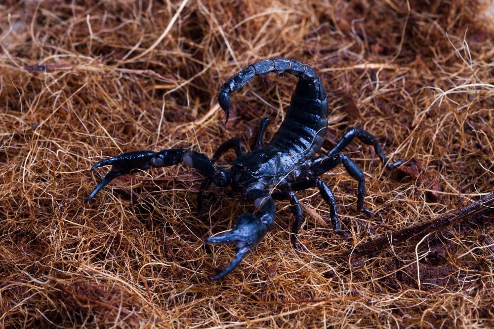male scorpion goes straw scorpion attacks
