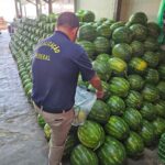 Mapa intensifica fiscalização de resíduos de agrotóxicos em produção de melancias em Goiás