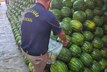 Mapa intensifica fiscalização de resíduos de agrotóxicos em produção de melancias em Goiás