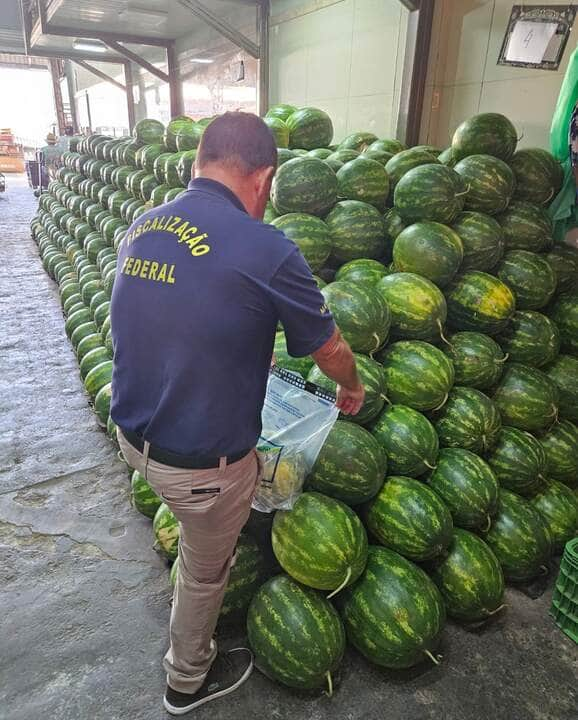 Mapa intensifica fiscalização de resíduos de agrotóxicos em produção de melancias em Goiás