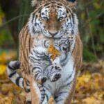 São animais, geralmente solitários e discretos, bem como apresentam hábitos noturnos, porém, também são bastante ativos também durante o dia.