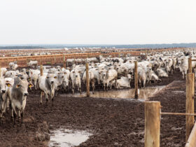 Uma das metas é aumentar a quantidade de gado em confinamento  - Foto por: Marcos Vergueiro/Secom-MT