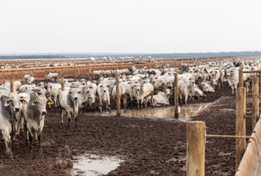 Uma das metas é aumentar a quantidade de gado em confinamento  - Foto por: Marcos Vergueiro/Secom-MT