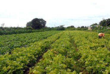 ministerios assinam acordo para impulsionar agricultura familiar