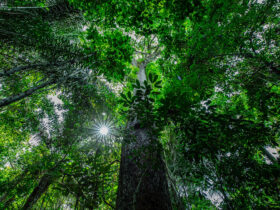 O fomento visa ampliar as ações de desenvolvimento sustentável na maior floresta tropical do mundo.  - Foto por: Mayke Toscano/Secom