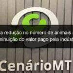 mt registra reducao no numero de animais abatidos e diminuicao do valor pago pela industria ao pecuarista 1023478