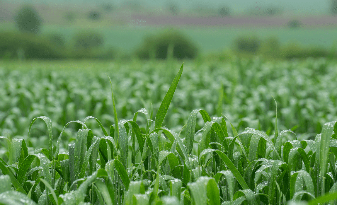 Novo mês será marcado por chuva acima da média no centro-sul do país e abaixo nas regiões Norte e Nordeste