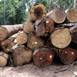 Madeira de manejo florestal sustentável  - Foto por: Cipem