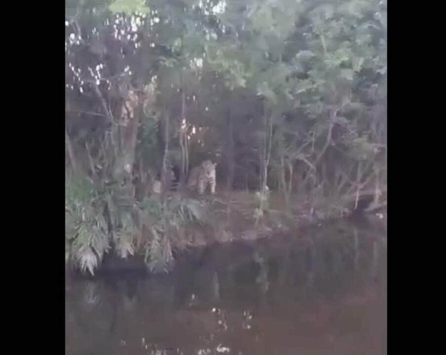 A poderosa onça-pintada (panthera onça) é a rainha do pantanal, ao passo que está no topo da cadeia alimentar, sendo o animal considerado o mais incrível superpredador.