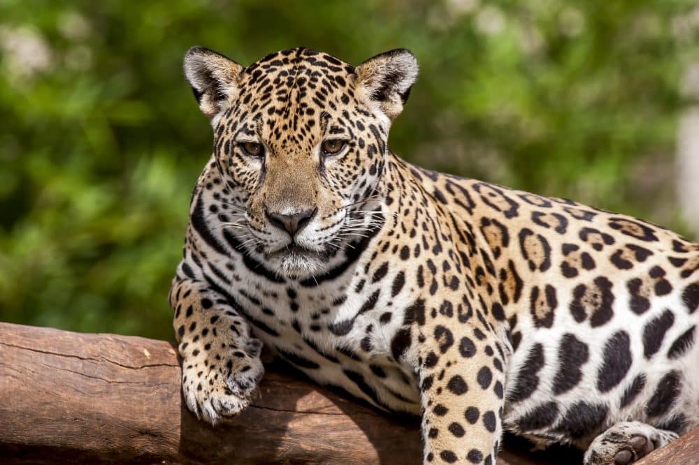 A onça-pintada é o maior felino das Américas e o único representante do gênero Panthera no continente.