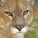 onca