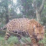 Onça-pintada é flagada marcando território no Pantanal: Momento impressiona